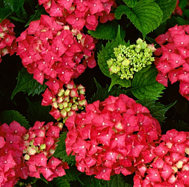 Гортензия крупнолистная 'Ред Энджел'