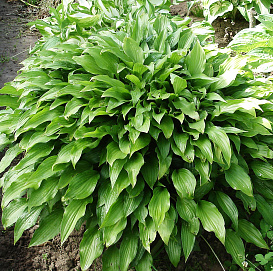 Хоста ланцифолия (остролистная, ланцетолистная)