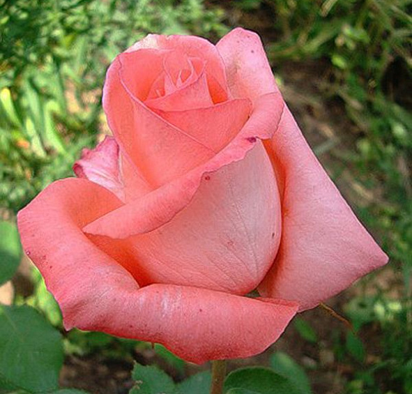 Роза 'Нобилис' (чайно- гибридная) (розовая)