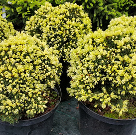 Ель сизая (канадская) 'Ялако Голд'