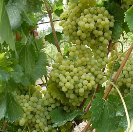 Виноград 'Кишмиш 342'