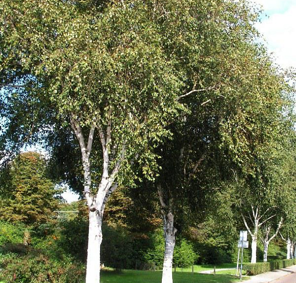 Береза полезная 'Доренбос' (Жакмона)