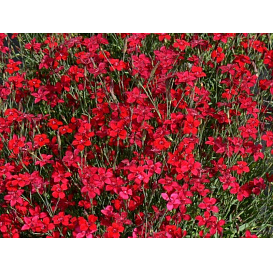 Гвоздика травянка 'Флэшинг Лайт'