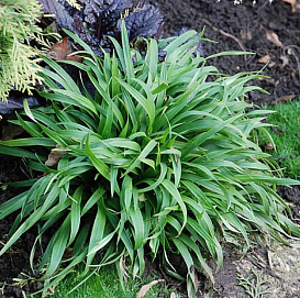 Ожика лесная