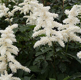 Астильба японская 'Дойчланд' (белая)