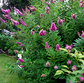 Спирея Билларда 'Триумфанс'