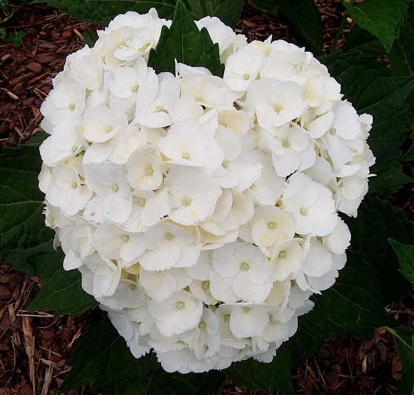 Гортензия крупнолистная 'Мадам Эмили Муиллер'