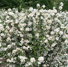 Чубушник венечный 'Снежки'
