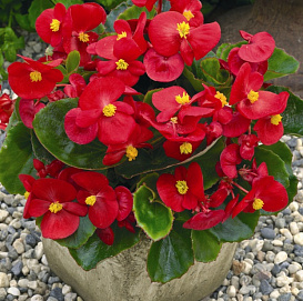 Бегония гибридная 'Биг Бенари Ред Грин Лиф' (красная с зеленым листом)