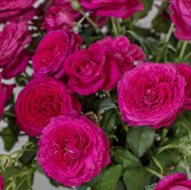 Роза 'Иоганн Вольфганг фон Гете' (чайно- гибридная) (пурпурная)