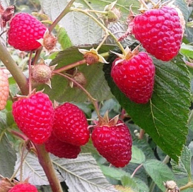 Малина 'Подарок Кашину' (ремонтантная)