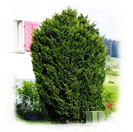 Можжевельник китайский 'Блау'