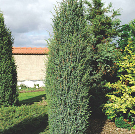 Можжевельник обыкновенный 'Мейер'