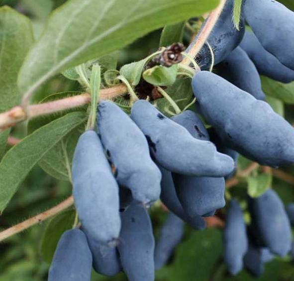 Жимолость съедобная 'Роксана'