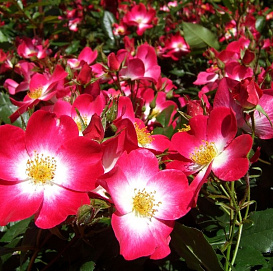 Роза 'Букаву' (парковая) (вишнево-красный)