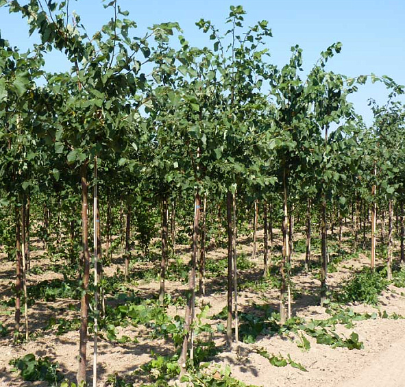 Липа мелколистная (сердцелистная) 'Гринспайер'