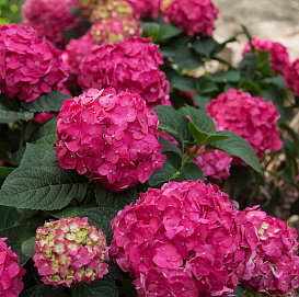 Гортензия крупнолистная 'Эндлесс Саммер Лав'