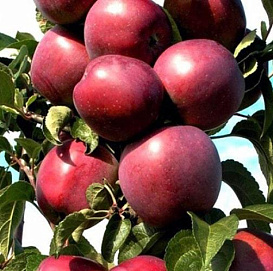 Яблоня колоновидная 'Созвездие'