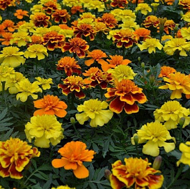 Тагетес (бархатцы) отклоненный 'Бонанза Микс'(смесь)