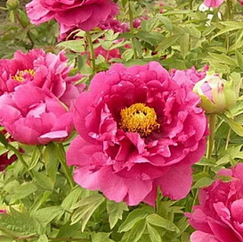 Пион древовидный 'Санрайс' (розовый)