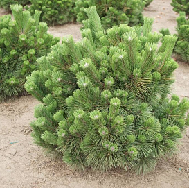 Сосна черная 'Синфониа'