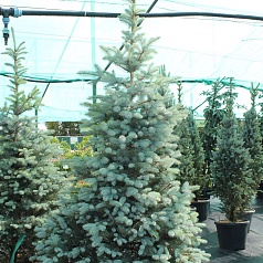 Ель колючая 'Блу Даймонд'