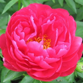 Пион молочноцветковый 'Эллен Каули' (малиновый)