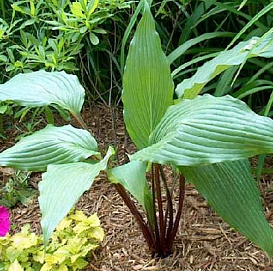 Хоста гибридная (вздутая, волнистая) 'Ред Октобер'