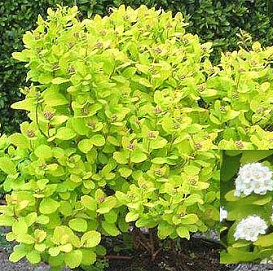 Спирея березолистная 'Тор Голд'