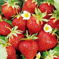 Земляника (клубника) 'Ред Стар'