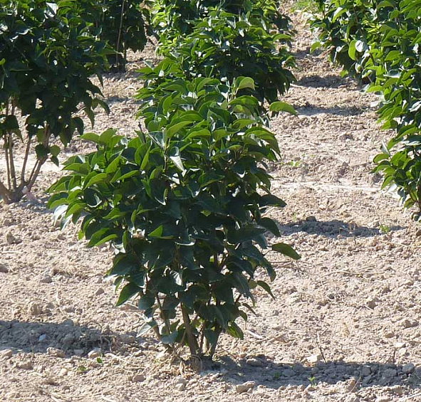 Сирень Мейера 'Палибин' (лиловая)