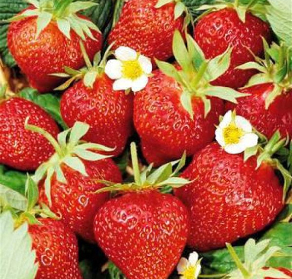 Земляника (клубника) 'Ред Стар'