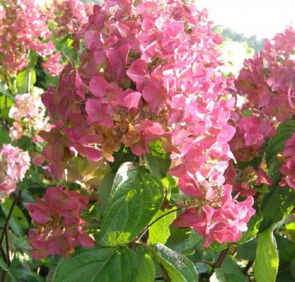 Гортензия метельчатая 'Мега Минди'