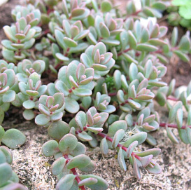 Очиток эверса