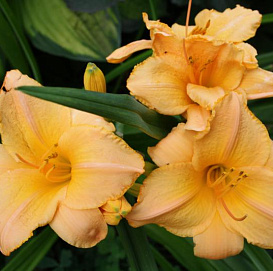 Лилейник гибридный 'Раффлд Эприкот'