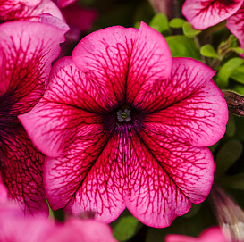 Петуния (сурфиния) гибридная 'Лимбо GP Плам' (темно-розовая с прожилками)