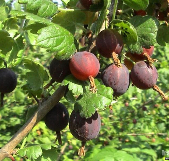 Крыжовник 'Казачок'