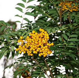 Рябина обыкновенная 'Аутум Спаер'