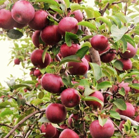 Яблоня домашняя Байя Мариса (красномякотная)