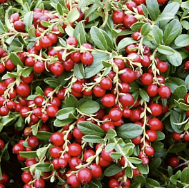 Брусника садовая 'Ред Перл'