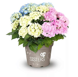 Гортензия крупнолистная 'Три Систер'