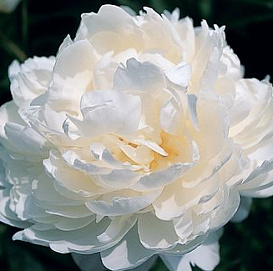 Пион молочноцветковый 'Уайт Айвори' (белый)