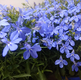 Лобелия эринус компактная 'Ривьера Скай Блю' (небесно-голубая)