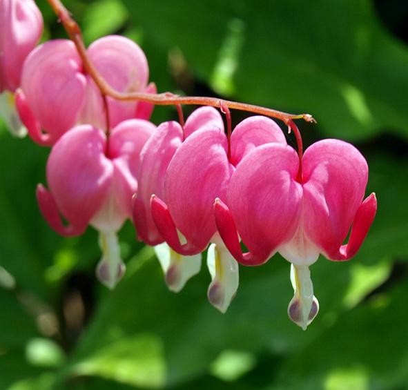 Дицентра великолепная