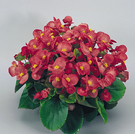 Бегония вечноцветущая 'Супер Олимпия Роуз' (зеленая листва)