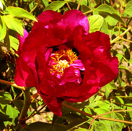 Пион древовидный 'Ред Лотос' (красный)