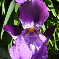 Ирис германский (бородатый) 'Сайн оф Лео' 