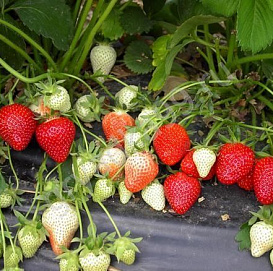 Земляника (клубника) 'Берегиня'