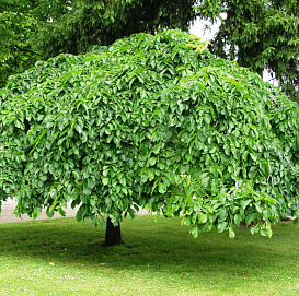 Вяз шершавый 'Пендула'