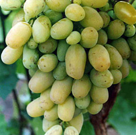 Виноград 'Бежевый'